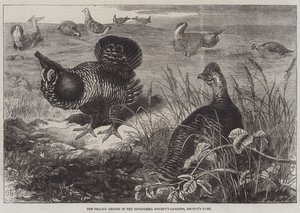 The Prairie Grouse in the Zoological Society Gardens، Regent&39;s Park